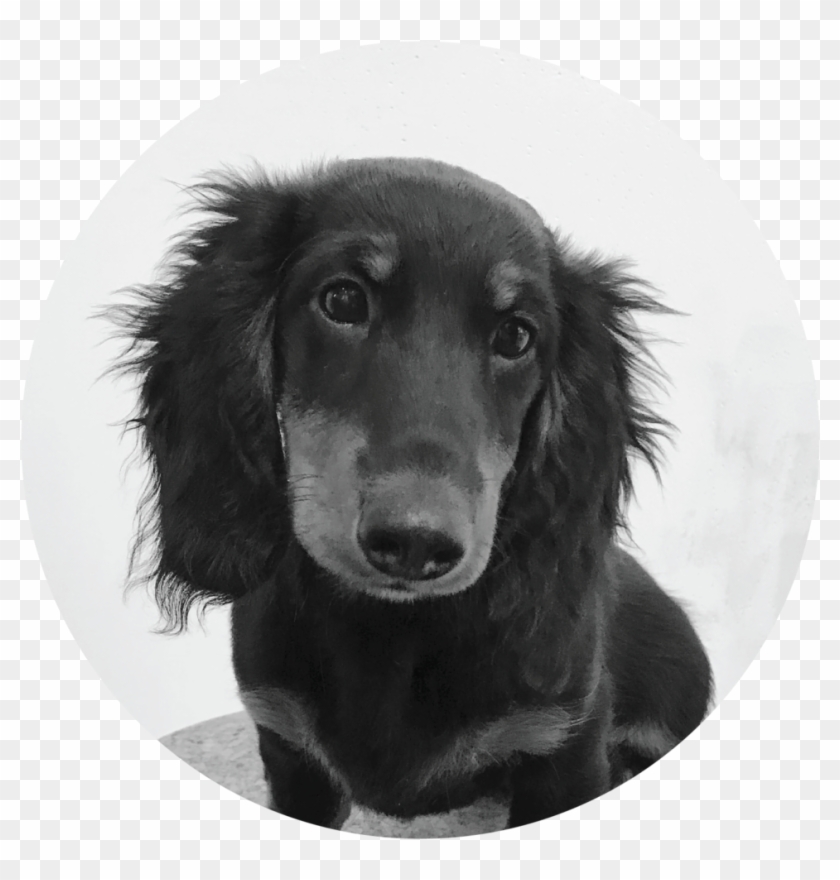 Cosmo - Flat-coated Retriever Clipart