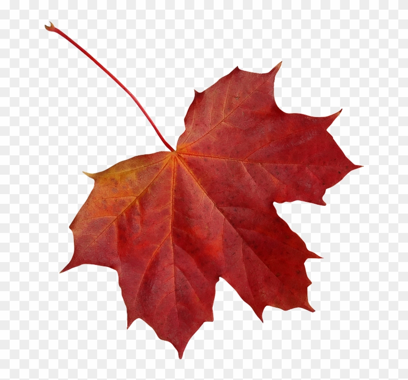 Leaf, Clone, Maple, Autumn, Red, Nature, Colorful - Maple Leaf Clipart #5364081