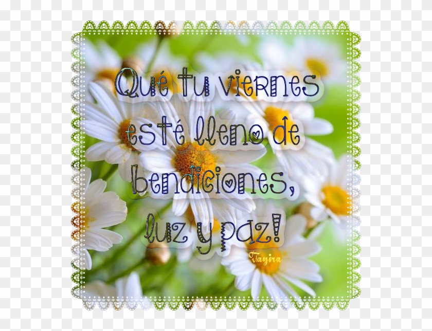 Qué Tu Viernes Esté Lleno De Bendiciones, Luz Y Paz - Gänseblümchen Clipart #5371263