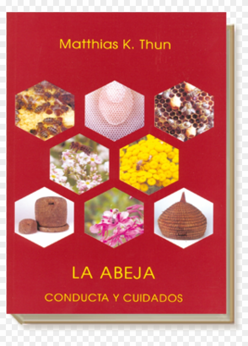 Abeja - Abeja Matthias K Thun Segunda Mano Clipart #5371450