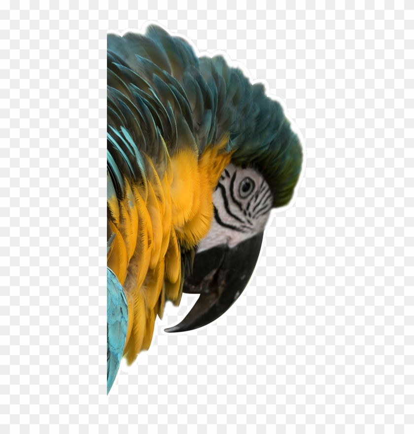 ¡somos Destino De Naturaleza Y Aventura - Macaw Clipart #5371952