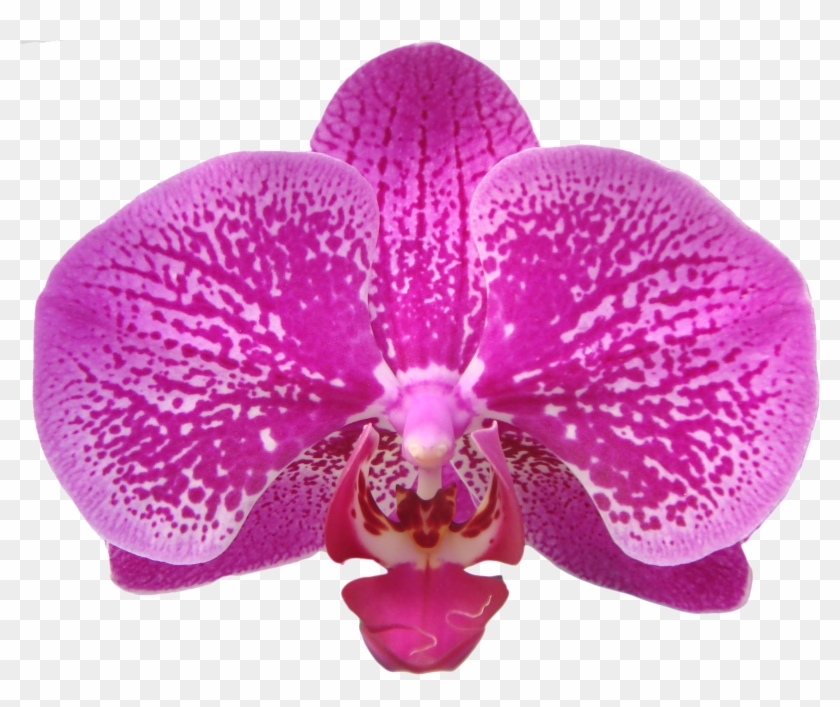 Taida Black Pearl A07512 - Orchids Of The Philippines Clipart #5373847