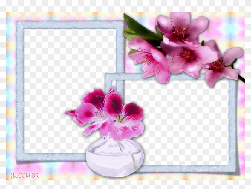 Molduras Para Fotos Flores - Cattleya Clipart