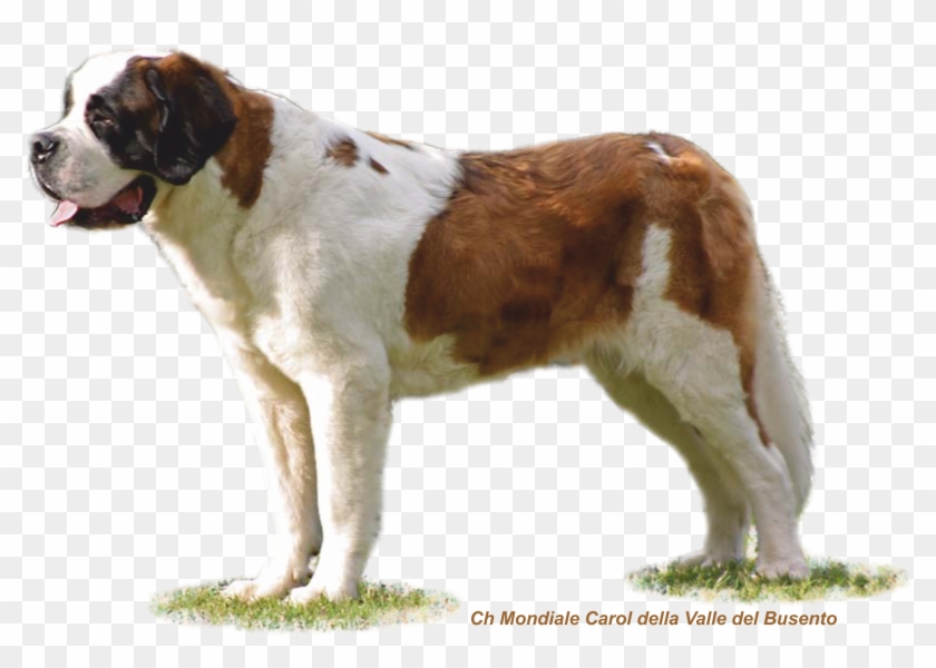 Ch Mondiale Carol Della Valle Del Busento - Saint Bernard Transparent Background Clipart #5374620
