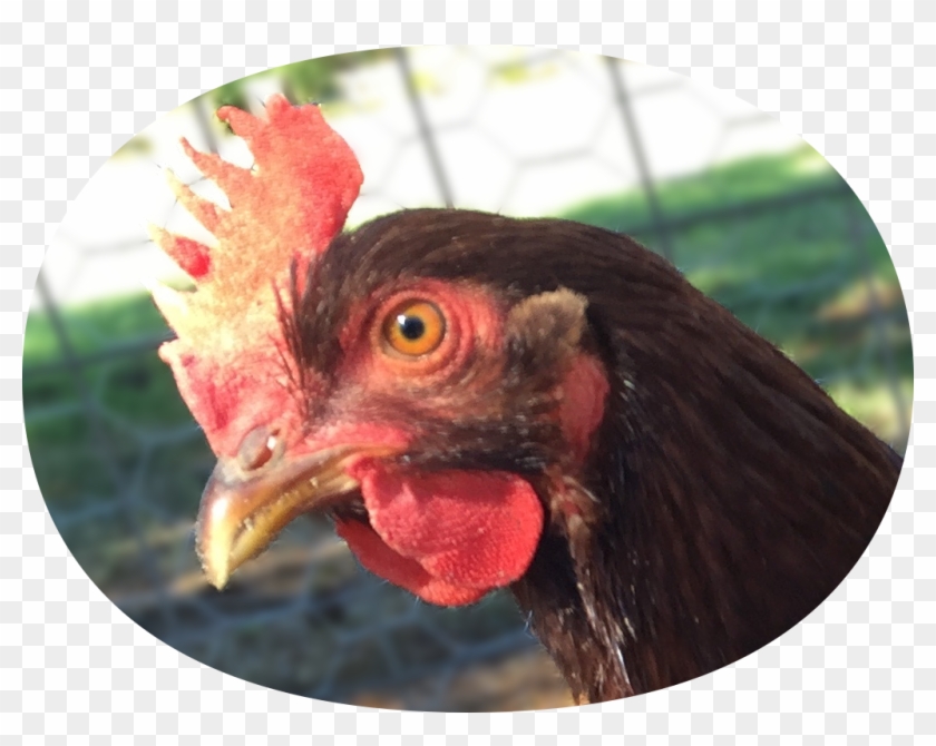 App Icon - Rooster Clipart #5381323