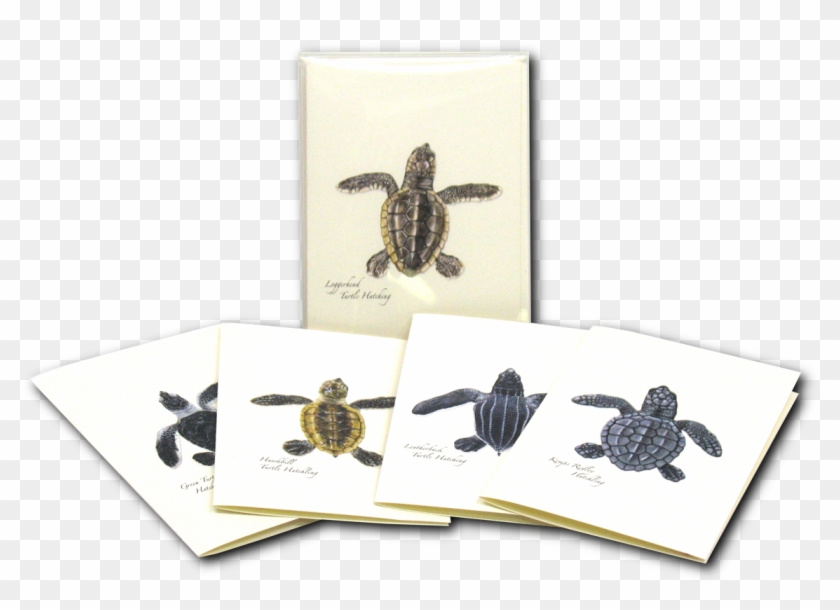 Sea Turtle Hatchling Notecards - Green Sea Turtle Clipart #5382085