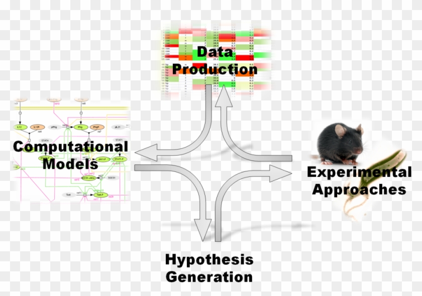 Miep Immunology - Graphic Design Clipart