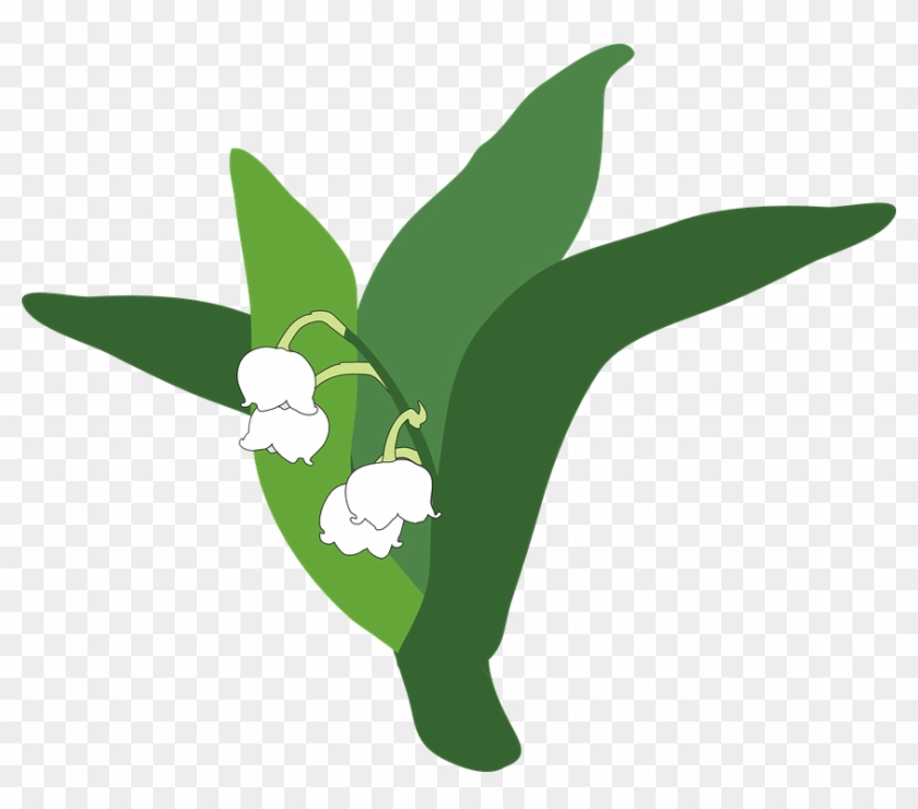 Download Lily Of The Valley Png Pic - Lily Of The Valley Cartoon Png Clipart #5386780