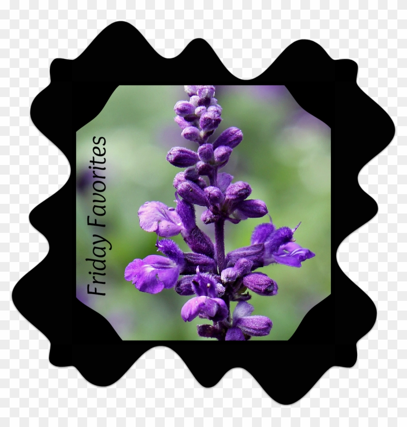 Img 7639 Ff - Lupin Clipart #5389287