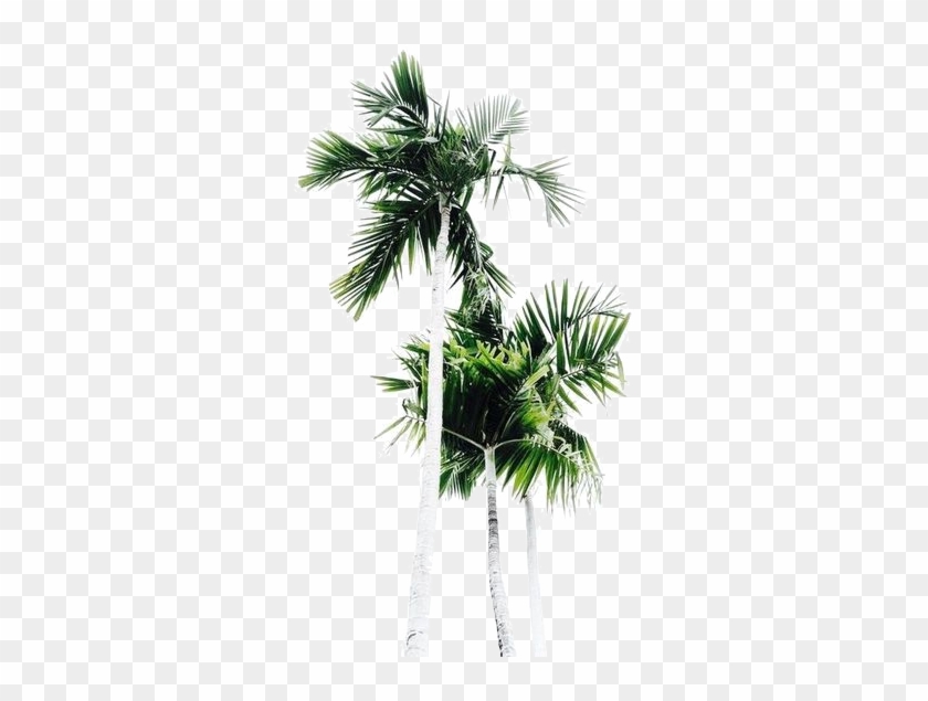 Palm Trees - Palm Tree Clipart