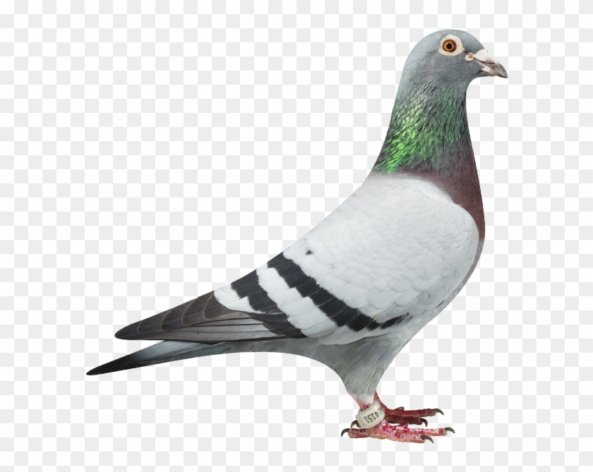 Nl10-1404151 'feline' - - Pigeons Clipart