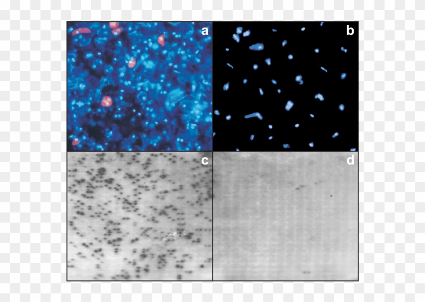 Comparison Of Results Obtained With Two Nuclei Isolation - Astronomical Object Clipart