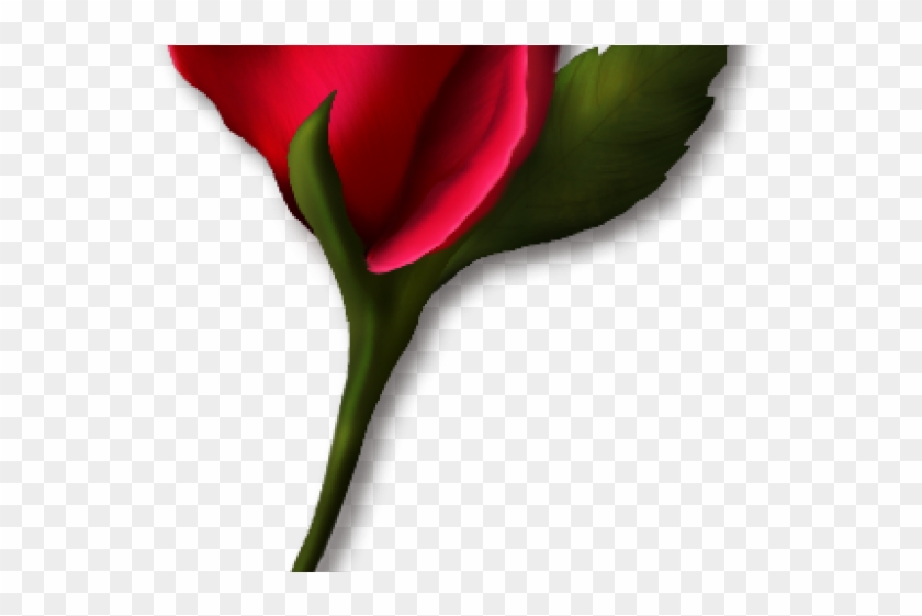 Sprenger's Tulip Clipart #5397602