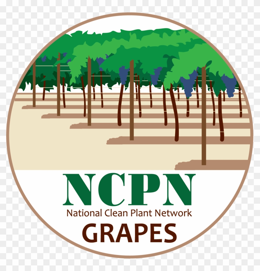 Ncpn-grapes Png - Hops Clipart