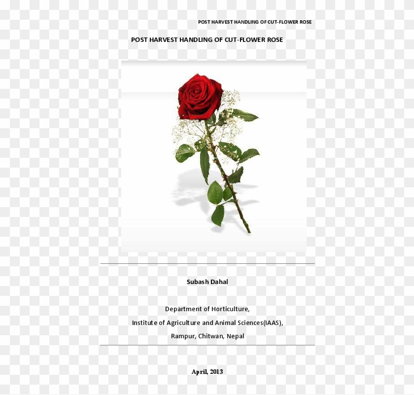 Pdf - Floribunda Clipart