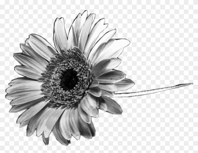 #black #white #sunflower #flower #interesting #nature - Iphone Telefon Duvar Kağıtları Tumblr Hd Clipart