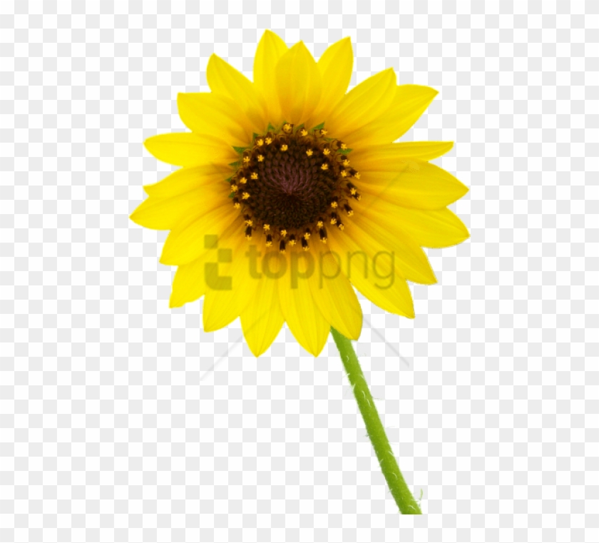 Free Png White Sunflower Png Png Image With Transparent - Transparent Background Single Flower Png Clipart