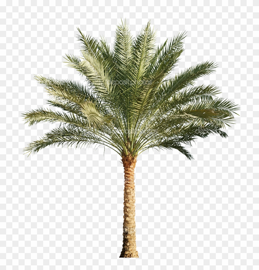 Pygmy Date Palm Png - Date Palm Png File Clipart