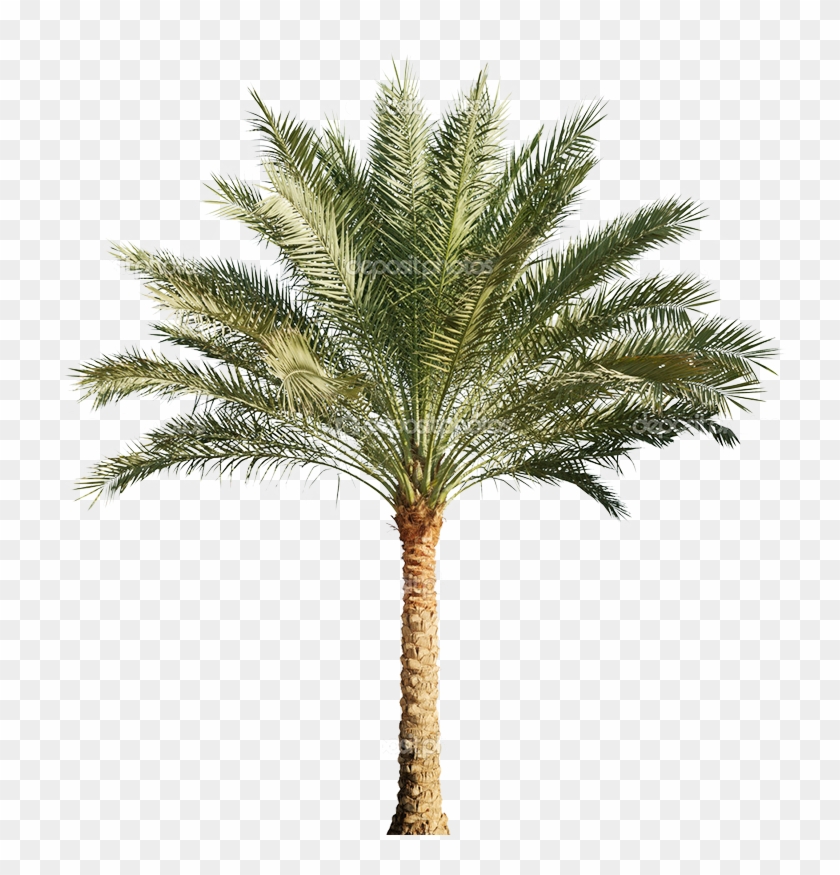 Pygmy Date Palm Png - Date Palm Png File Clipart #5399441