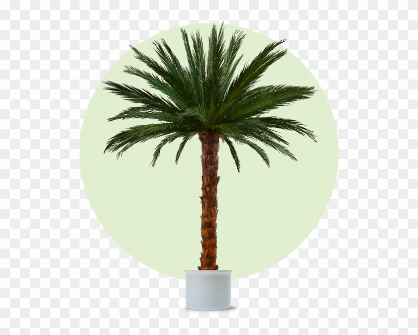 Palm Areca 3m Cl - Künstliche Palme Clipart