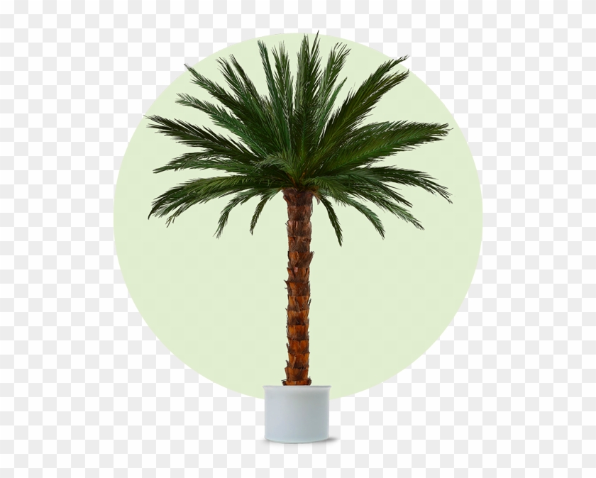 Palm Areca 3m Cl - Künstliche Palme Clipart #5399679