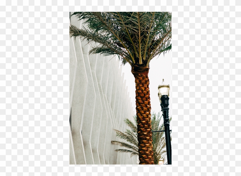 The 88 Concrete Fins That Surround The Building Provide - Attalea Speciosa Clipart