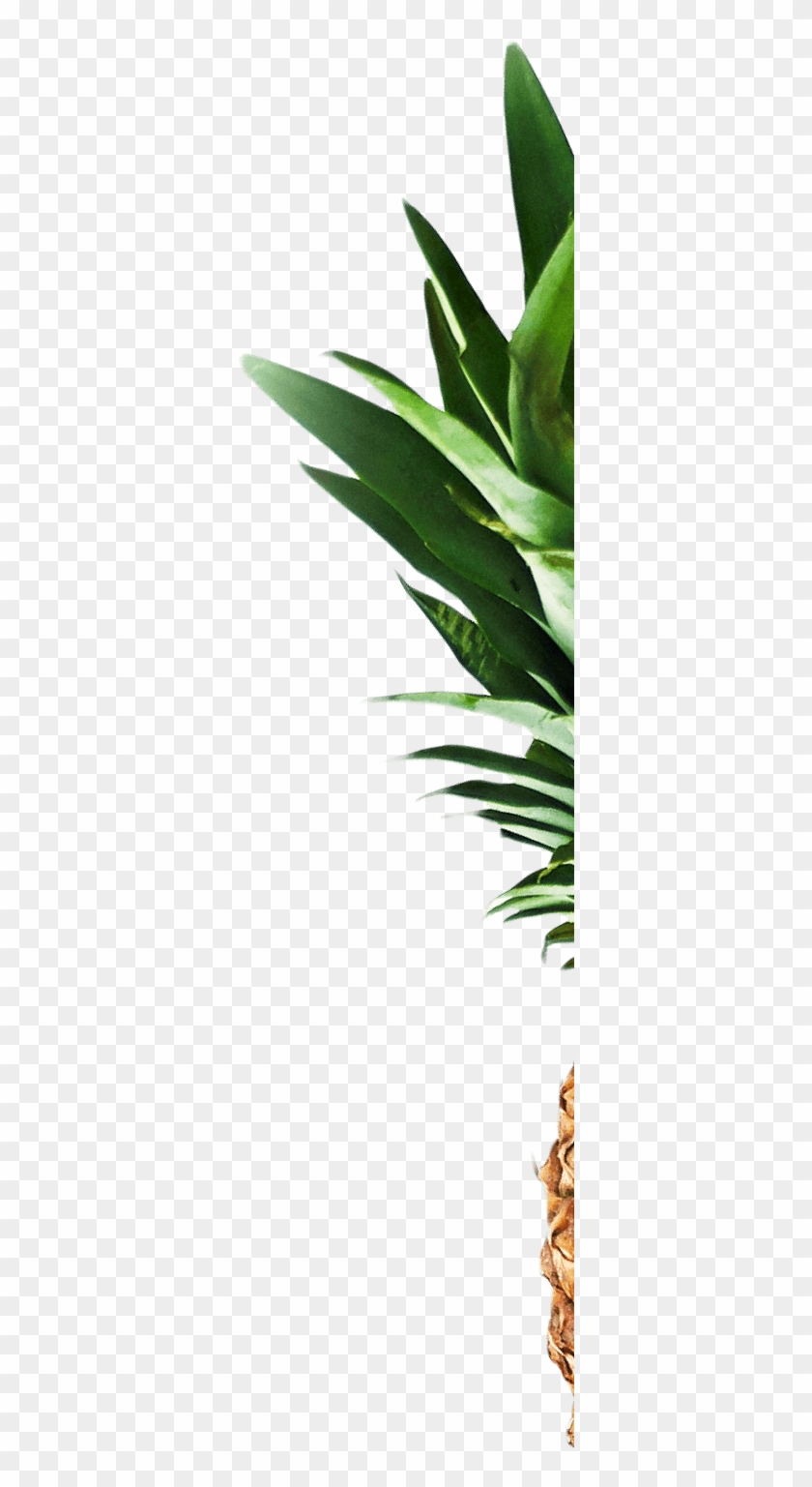 Pinapple Image - Attalea Speciosa Clipart