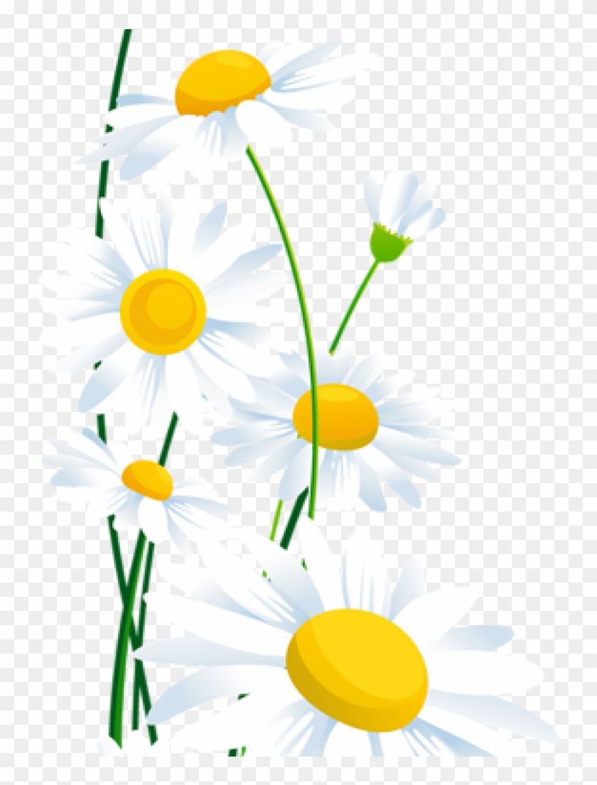 Daisies Clipart Transparent White Daisies Png Clipart - Frases De Oração #540046