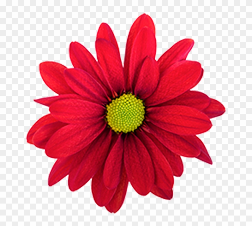 Click To Enlarge Image Red Daisy Atlantis Red Red Daisy - Daisy Clipart