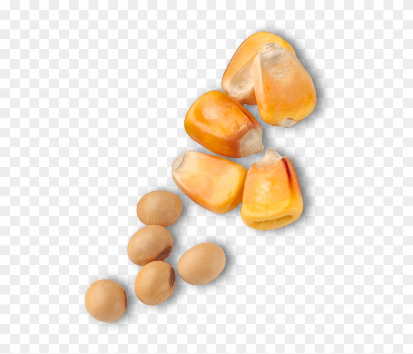 Corn Seed Images Png Clipart #540122