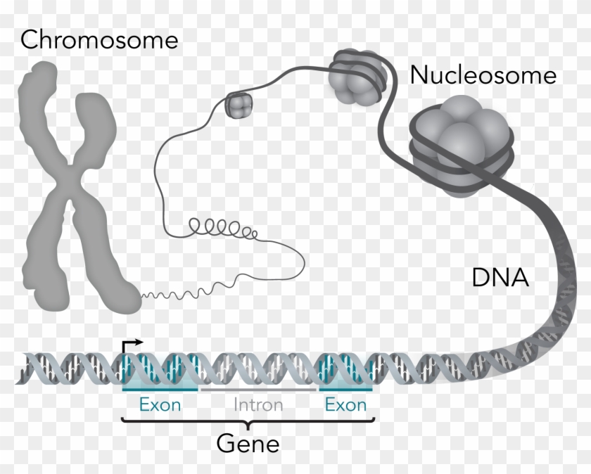 Chromosome Dna Gene - Relationship Between Genes Dna And Chromosomes Clipart #540123