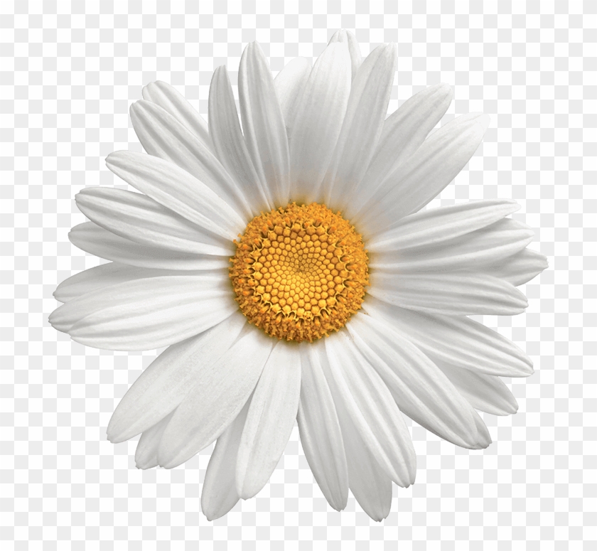 Transparent Background Daisy Flower Png Clipart