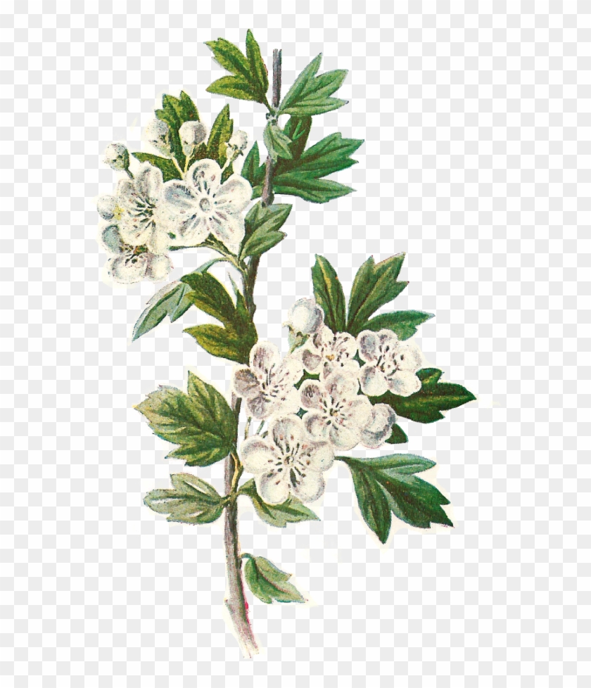 Daisy Png - Hawthorn Flower Botanical Illustration Clipart
