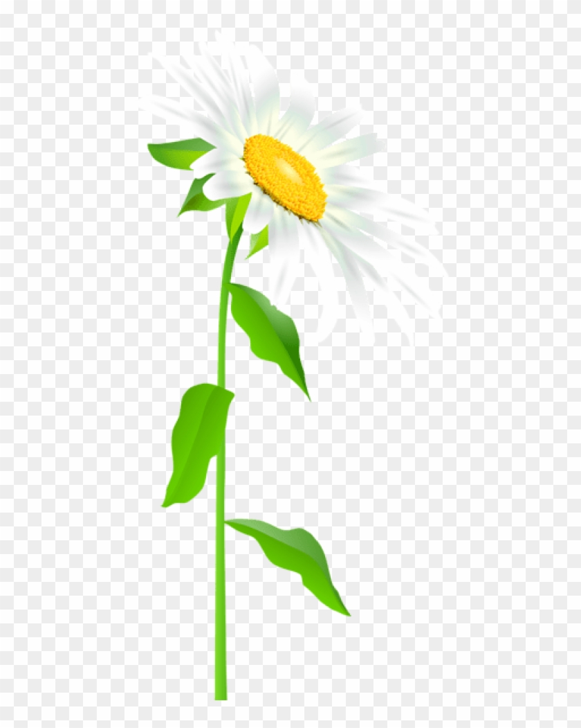 Free Png Download Daisy With Stem Transparent Png Images - Full Picture Of A Daisy Clipart