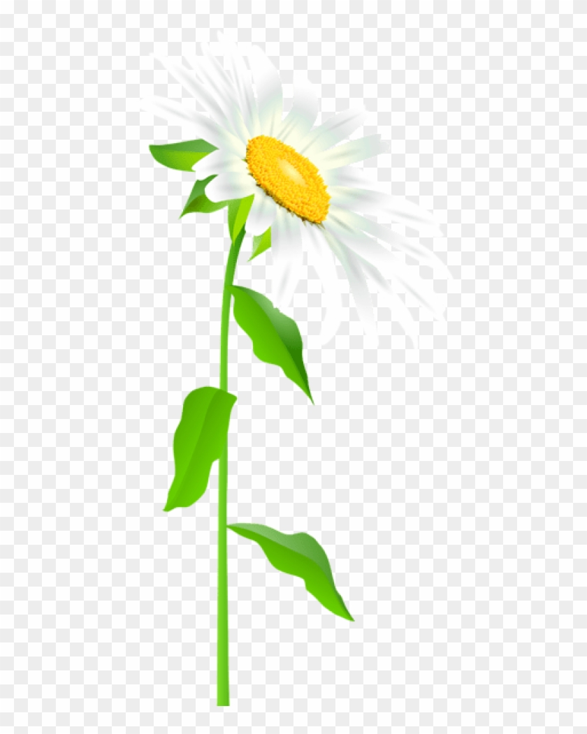 Free Png Download Daisy With Stem Transparent Png Images - Full Picture Of A Daisy Clipart #540379