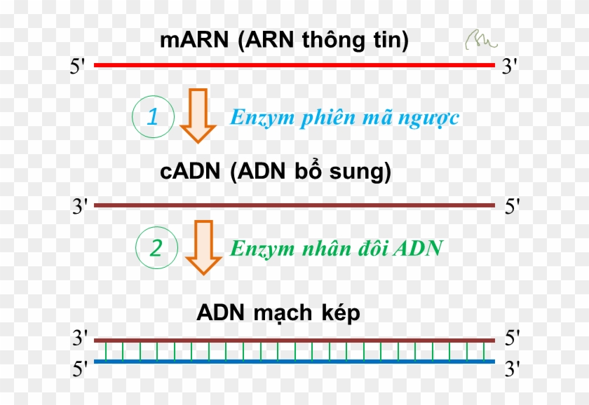 Adn Bổ Sung Complementary Dna - Accurate Clipart