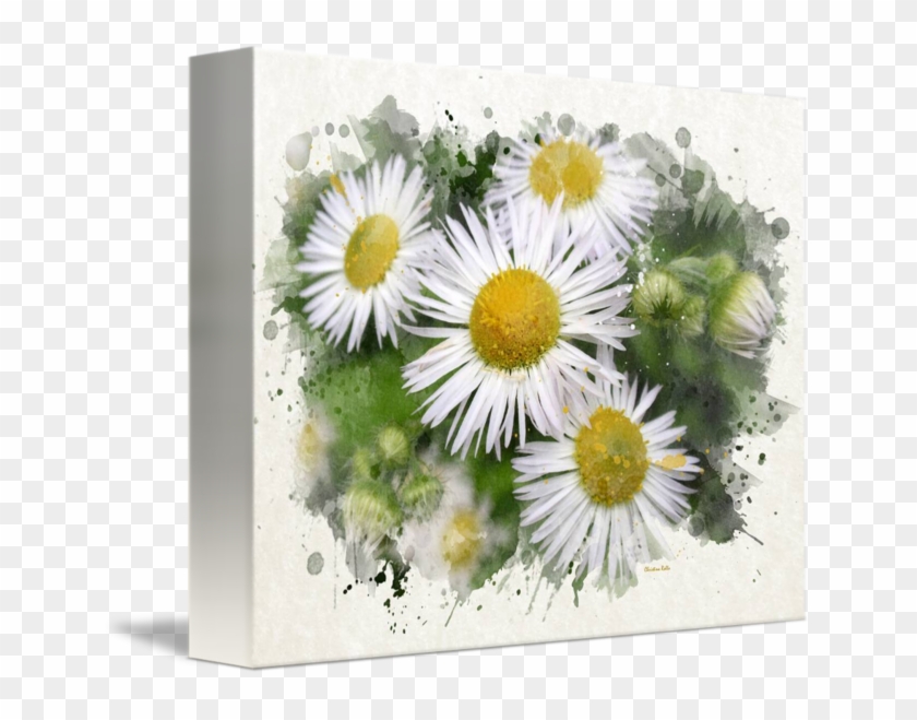 Png Black And White Stock Garden Painting By Christina - Daisy Watercolor Clipart