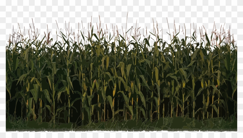 Corn Clipart Field Corn - Nitrous Oxide Fertilizer - Png Download #540741