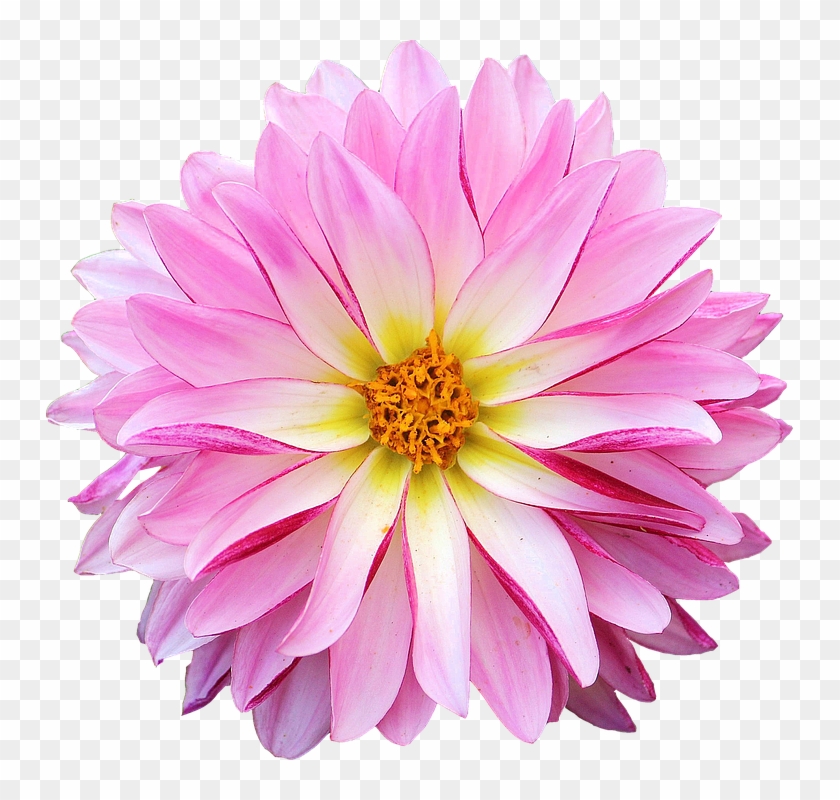 Dahlia Flower Pink Yellow - Dahlia Flower Clipart Png Transparent Png