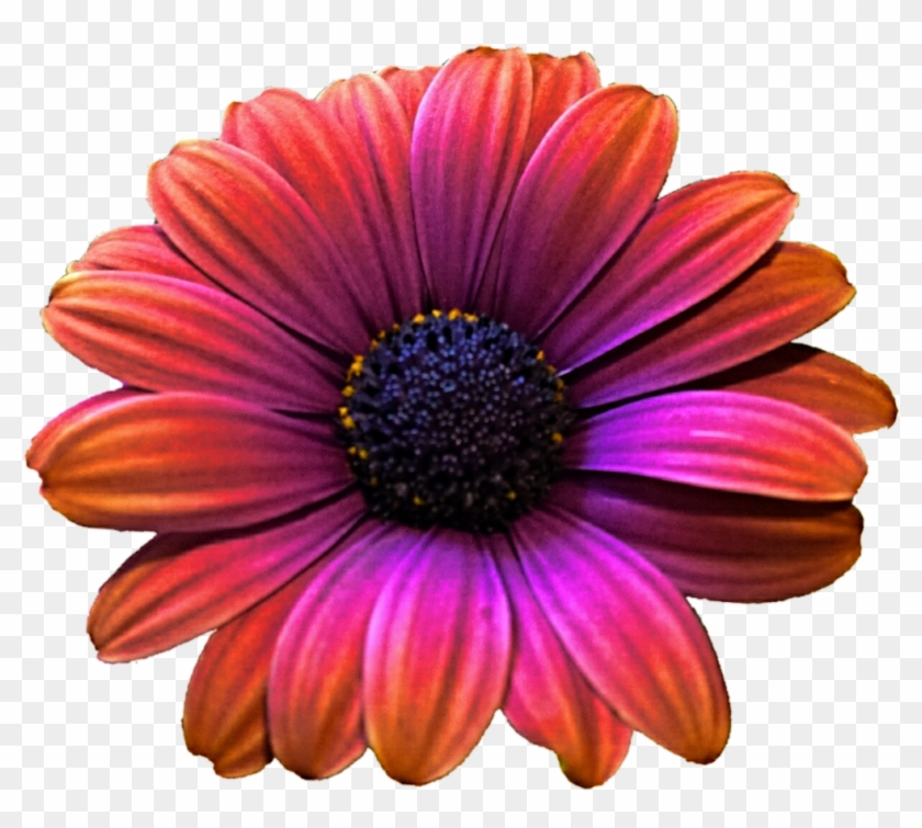 Daisy Clipart Colorful Daisy - Png Download #541247