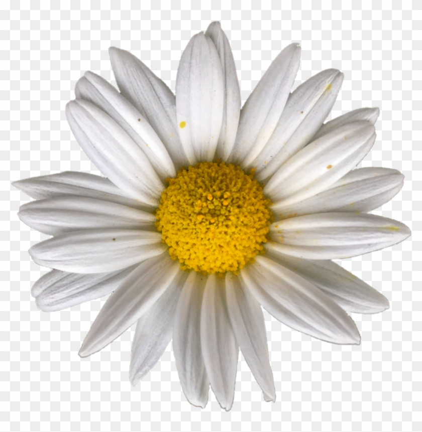 894 X 894 3 - Marguerite Vector Clipart #541365