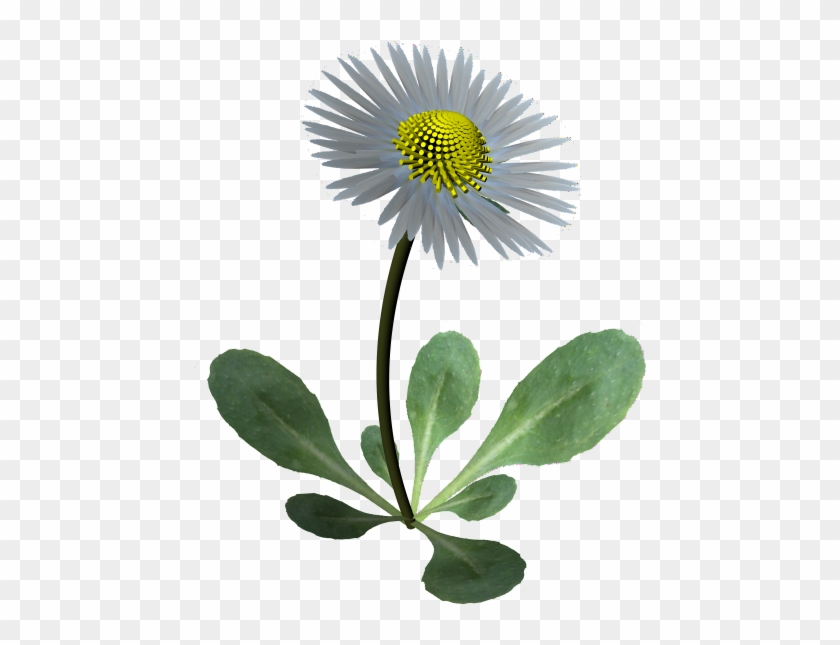 Daisy Gsz - African Daisy Clipart