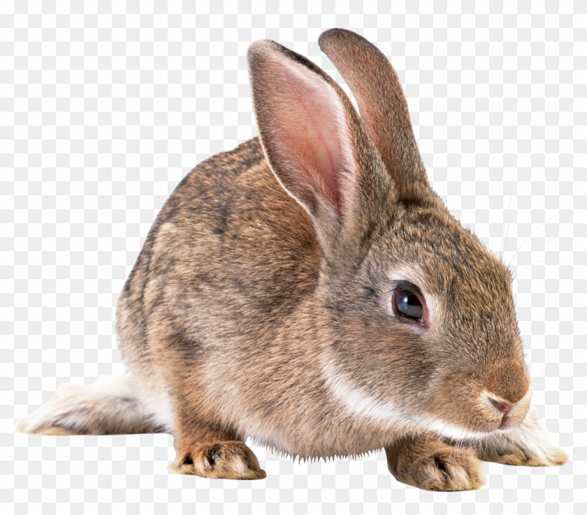 Rabbit Bunny Png Pic - Real Rabbit Png Clipart #542065