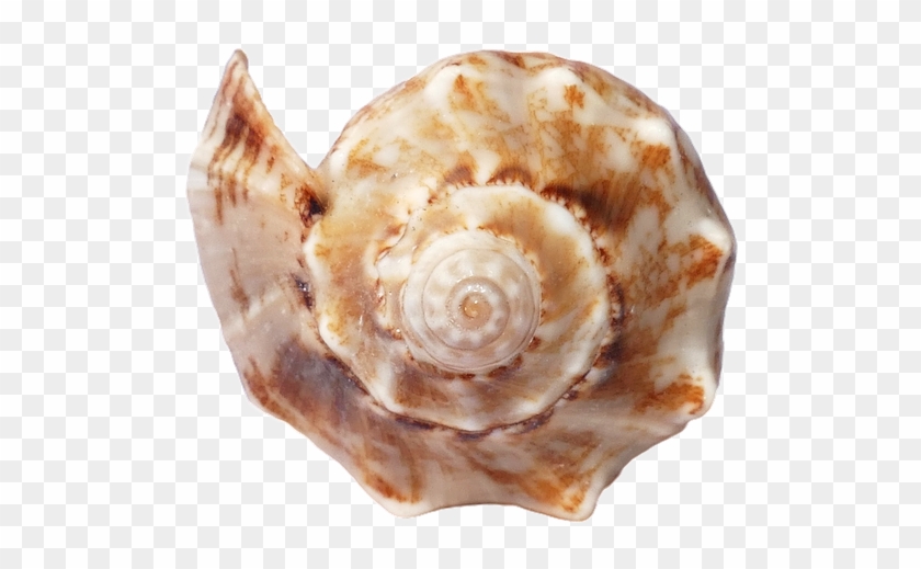 Seashell Clipart #549105