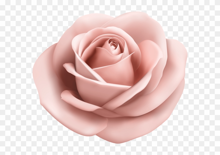 600 X 513 6 - Peach Rose Transparent Clipart - Png Download
