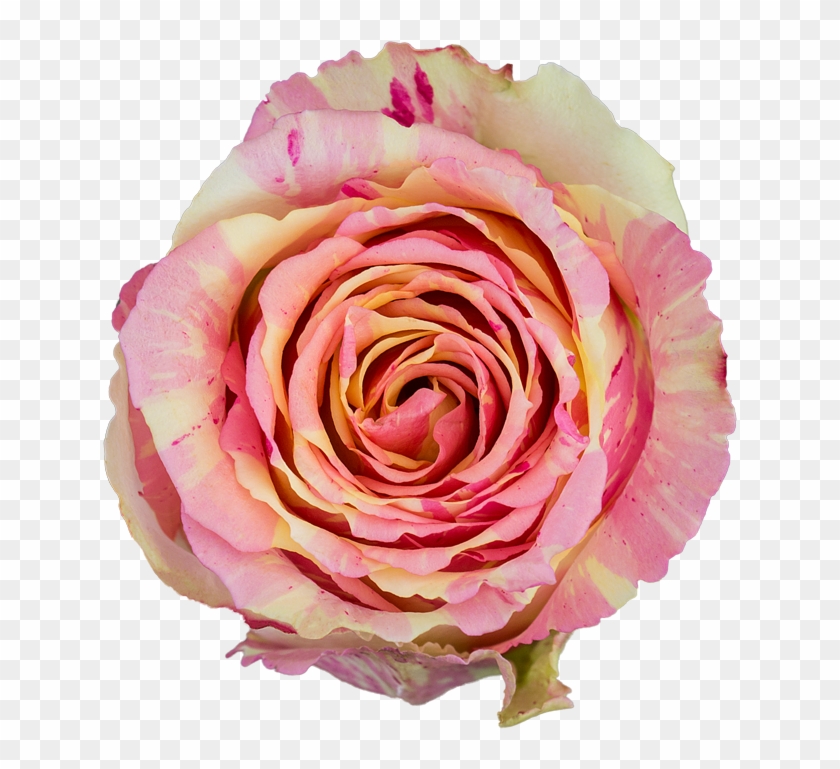 Fiesta - Garden Roses Clipart #5400484