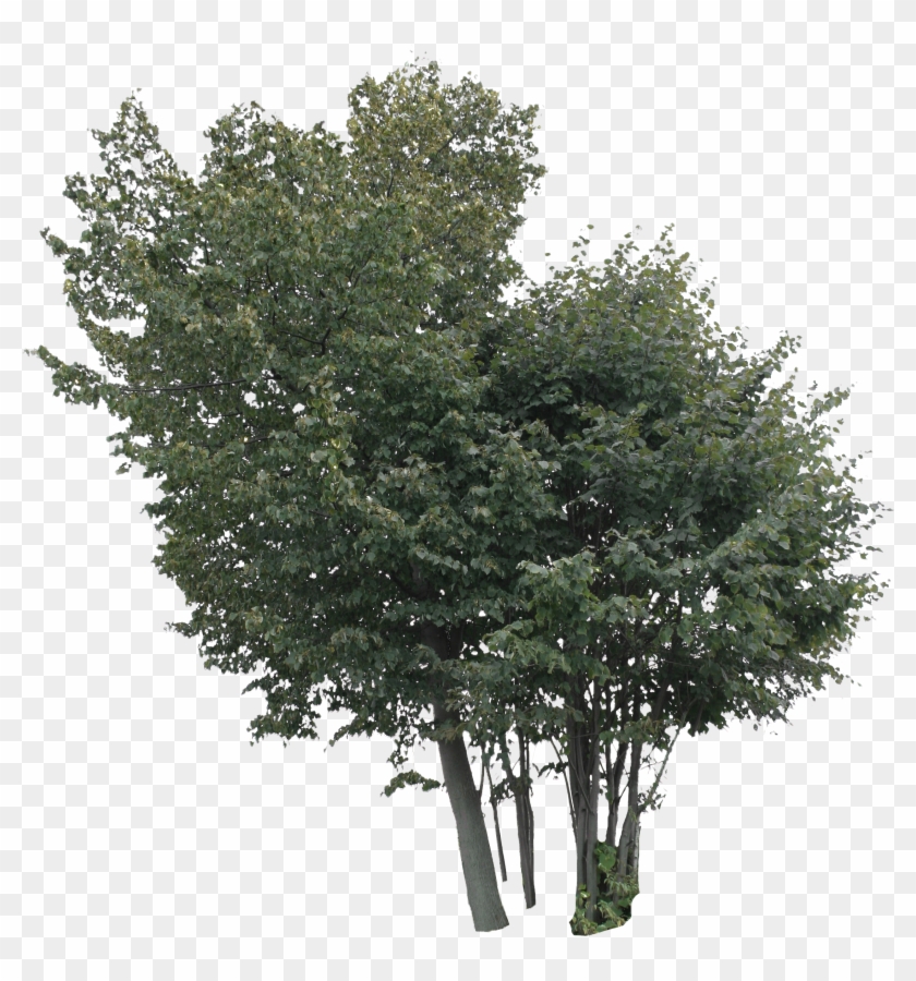 2d Trees - Plane Clipart