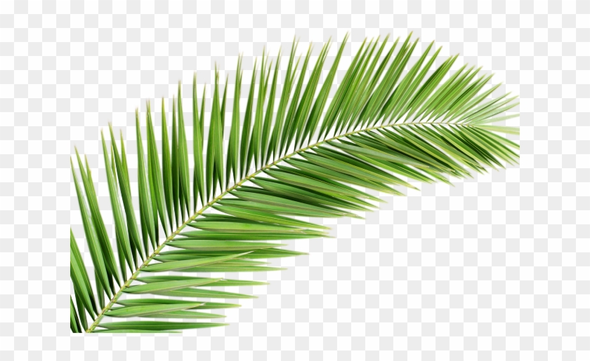 Leaves Png Transparent Images - Palm Tree Leaf Png Clipart #5401432