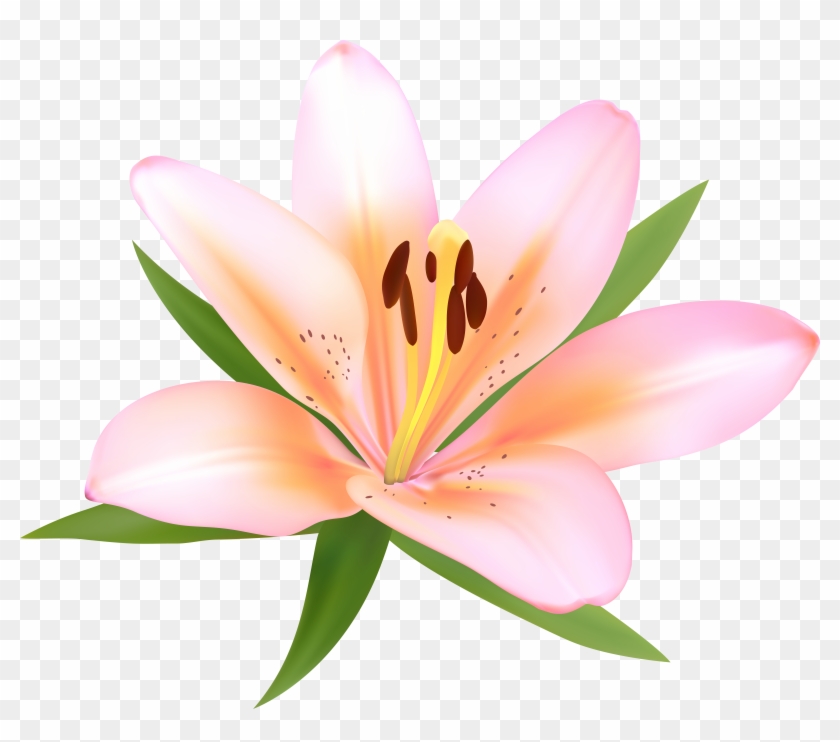 Alstroemeria Deco Png Clip Art Image Gallery Ⓒ Transparent Png