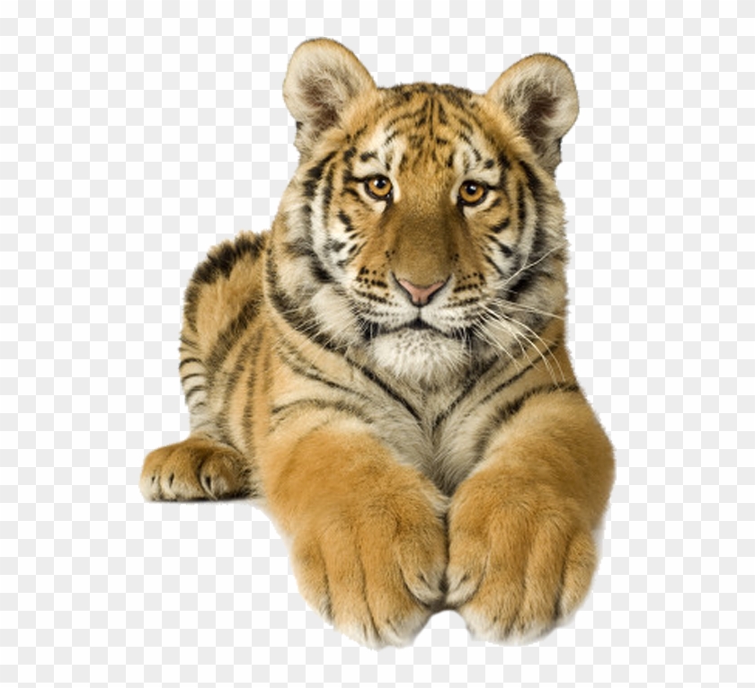 Svg Download Siberian Sumatran Bengal Stock Photography - Transparent Tigers Clipart - Png Download #5402006